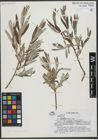Foto von Salix viminalis L.